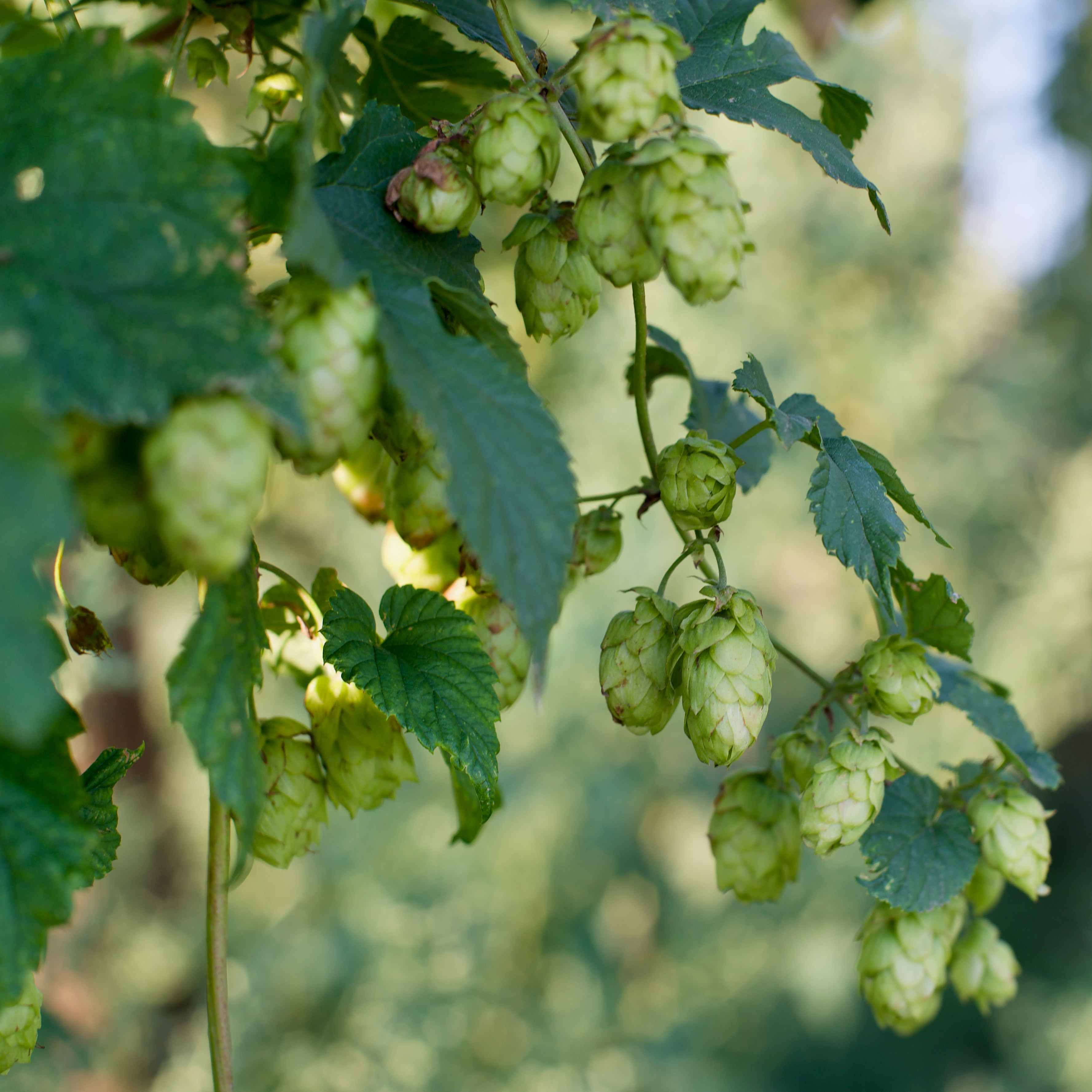 The British Hop Growing Movement: A Revival in the Making
